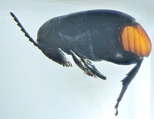 Bruchidius siliquastri